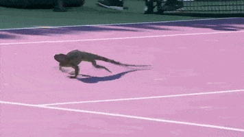 Lizard Running GIF by Miami Open